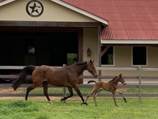 2021 Colt Foal - Diamante Fino x For Pleasure